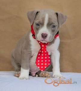 American bully pocket